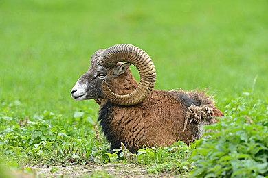 2月国产和进口游戏版号公布：《失落城堡2》过审